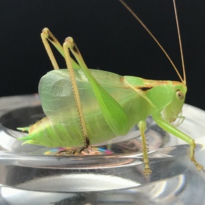大蝈蝈扎嘴吉尔蚰子螽斯活体翠绿大个姐儿人工养殖铁皮蝈蝈山青
