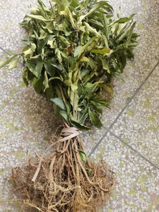 【大罗伞根】大罗伞根品牌,价格 - 阿里巴巴