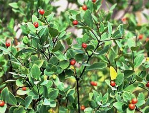 新鲜了哥王 铺银草 地棉皮 黄皮子坡连根500g新鲜枝叶