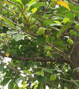 新鲜桂木果叶狗囊果胭脂果树叶现摘现发宝宝洗澡500克