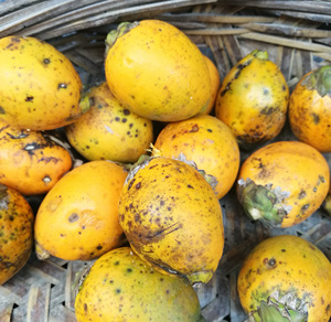 海南新鲜青槟榔果 戒烟 生槟榔 成熟槟榔果 新鲜果/干果(个)