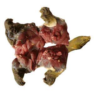 tb0703787_2012淘宝甲鱼新鲜现杀甲鱼肉老鳖肉团鱼