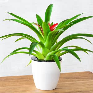 鸿运当头凤梨红花小红星四季开花卉室内客厅盆栽绿色植物促销包邮