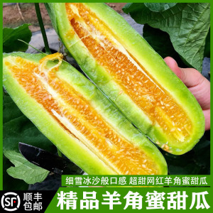 正宗山东羊角蜜甜瓜博洋61新鲜现摘现发当季脆甜水果蜜瓜精品整箱