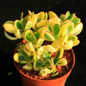 黄金花月落日之雁新花月锦多肉植物盆栽玉树绿植花卉防辐射吸甲醛