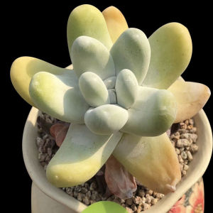 拇指仙女杯苹果叶初霜多肉植物盆栽白菊爱杜丽丝肉肉花卉防辐射