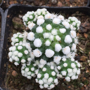 开花多头仙人球明日香姬多肉植物盆栽紫丽丸城堡山肉肉绿植防辐射