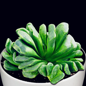 十二卷多肉万象