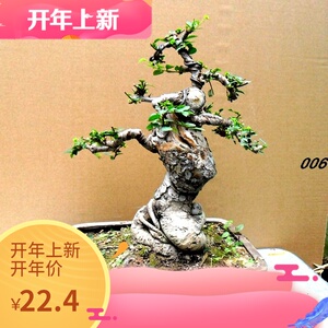 小叶榆树盆景老桩提根矮霸熟桩盆栽居家办公桌面小型微型绿植实拍