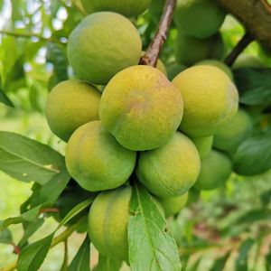 青脆李脱骨李新鲜应季水果茵红李甜脆李子现摘现发5斤云南香脆李