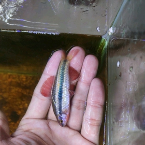 小鳈鱼原生冷水鱼 冬天不加温活体小泉 溪流鱼底层工具鱼懒人养鱼