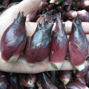 湘农汇绿色农庄淘宝湖南野生阳荷新鲜现摘洋荷洋