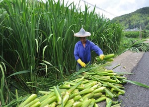 90休闲衣商城淘宝水生蔬菜苗茭白种苗双季早熟茭白苗高瓜苗高笋苗四