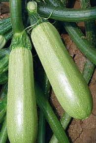 西葫芦 新鲜蔬菜 西葫芦瓜 西胡芦 500克