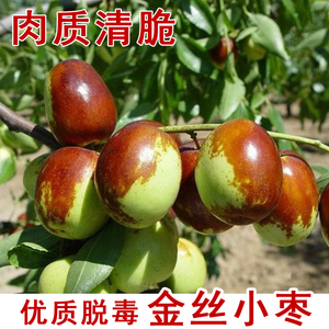 沧州枣树活苗嫁接蜜枣小红枣金丝小枣树苗南北方庭院种植当年结果
