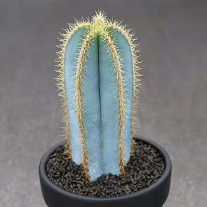 901人付款淘宝植觉动物 蓝柱蓝天柱仙人掌植物阳台办公桌防辐射盆栽易