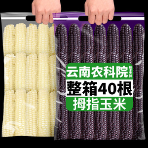 云南西双版纳拇指小玉米新鲜即食甜香紫金糯白糯手指玉米宝宝孕妇
