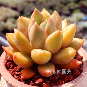 多肉象牙多肉植物红象牙玉珠一物一拍多肉组合盆栽花卉绿植阳台