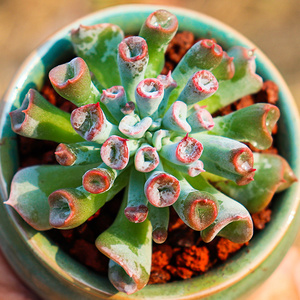 多肉魔笛 猪鼻子多肉植物花卉绿植盆栽防辐射肉肉组合进口新品