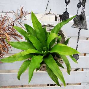 鸟巢蕨类观叶植物阔叶展叶耐阴喜水室内观赏常绿盆栽净化空气包邮