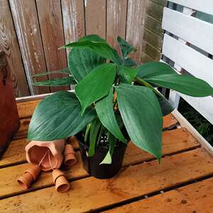 麒麟尾麒麟叶龟背竹可土培水培室内桌面小花卉盆栽绿植物净化空气