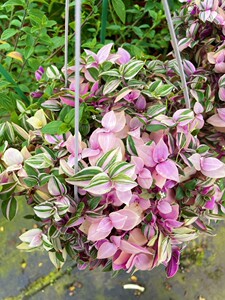 婚礼吊兰锦盆栽易养爆盆室内外网红绿植净化空气耐阴多年生植物