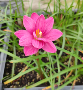 自育新品风雨兰 重瓣风雨兰 玫夫人 花瓣多而厚实