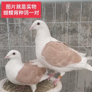 000人付款淘宝蝴蝶背信鸽观赏鸽彩背鸽子赛鸽活体蝴蝶花种鸽异色鸽子