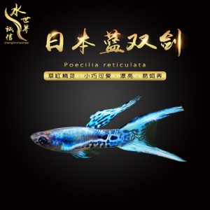 日本蓝双剑观赏鱼精灵孔雀鱼安格拉斯银河双剑火焰虎纹孔雀活体