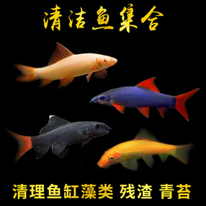 清道夫红尾黑鲨彩虹鲨粉红鲨金苔鼠清洁鱼小型热带红背铅笔观赏鱼