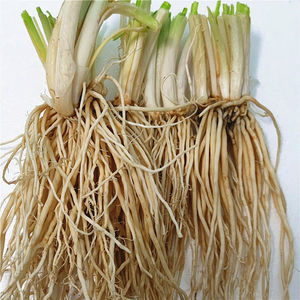 云南特产苤菜根1斤 撇菜根 大韭菜根 新鲜肥嫩菜根 可种凉拌腌菜