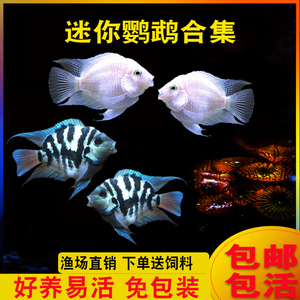 迷你鹦鹉鱼宝蓝鹦鹉种鱼白金鹦鹉鱼淡水短鲷小型热带观赏活体包活