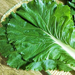 东北饭包叶白菜叶20片大白菜新鲜蔬菜叶散装送酱打饭包即食包邮