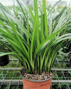 兰花大叶寒兰浓香阳台客厅绿植花卉盆景盆栽吸甲醛净化空气吸甲醛