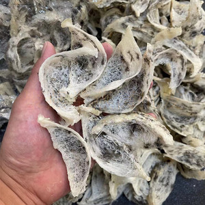 【聚燕堂燕窝】马来西亚重毛大燕条 印尼重毛盏条 网批一件代发