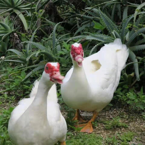 阳新地方特产农家散养土母豚老番鸭湖北屯鸟净重约4.5斤顺丰包邮