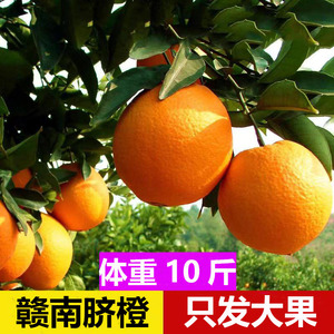 赣南脐橙正宗江西赣州寻乌特产橙子新鲜当季水果产地直发整箱10斤