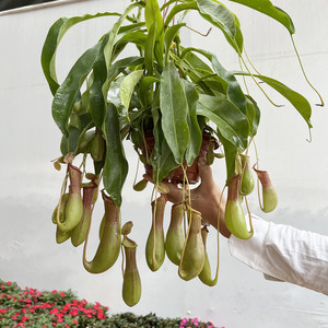 大盆猪笼草盆栽猪仔笼驱蚊植物室内阳台吸净化空气垂吊植物花卉