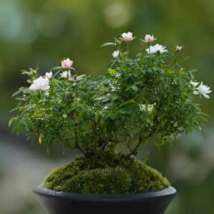 浇芽【大盆姬月季】老桩日本姬乙女重瓣迷你微月盆景桌面茶台盆栽