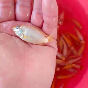 红罗非鱼苗非洲鲫福寿吉富红色罗非红腊彩虹鲷淡水活体鱼苗包邮