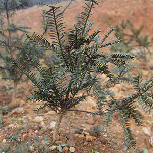 香榧树苗香榧苗香榧果树苗嫁接苗纯种品种珍惜名贵树苗榧子苗诸暨