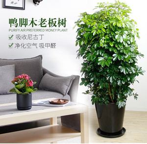 鹅掌柴盆栽摇钱树