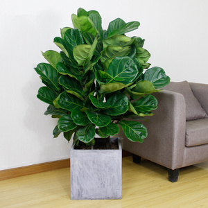 琴叶榕盆栽 大型绿植室内调性北欧简约植物客厅花卉天津送货上门