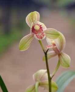 特价兰花四季兰 君荷 开品如图 假一赔十 免邮