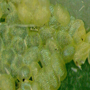 小菜蛾卵实验生测教学活体昆虫小青虫虫卵孵化率60%现货人工饲养