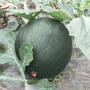 东台瓜瓜叫黑晶黑皮黄瓤特小凤西瓜黄心瓜超甜薄孕妇小孩当季水果