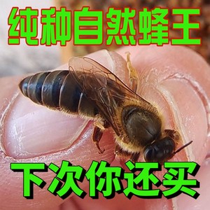中蜂易养蜂土蜂王高种王优质蜜蜂活体交尾新开产卵王仓王处女王