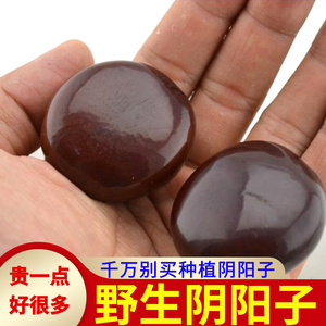 野生阴阳子肾果过江龙子木腰子风流果双肾子肾树宝中药榼藤子250g