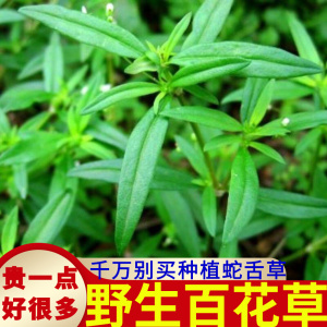 90sanyecao199淘宝新鲜纯天然白花山蛇舌草 白花蛇舌草 乌骨蛇舌草