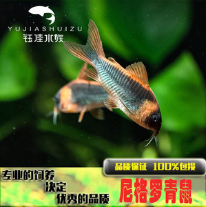 尼格罗青鼠活体尼青鼠鱼底栖鱼清洁鱼淡水草缸鱼南美鱼